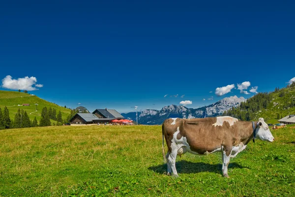 Milk Cow etetés fű, osztrák Alpokban — Stock Fotó