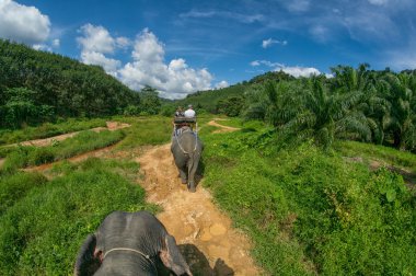 Tayland'da fil Safari