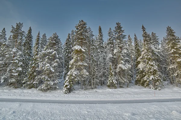 Сосны и дорога, покрытая снегом — стоковое фото