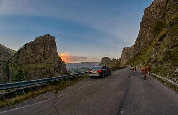 Vardzia, Gruzie - 06 srpna 2017: krávy na horské silnici - d — Stock fotografie