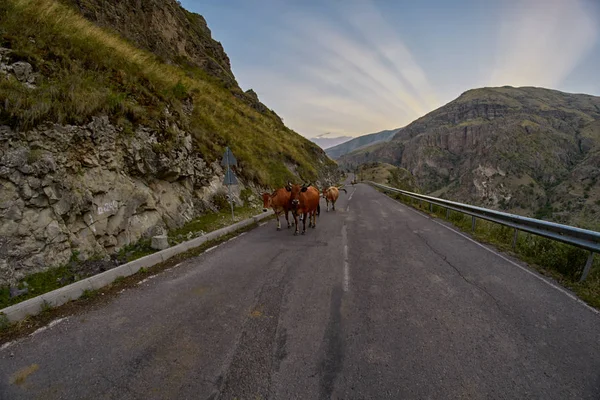 Cows on the mountain road - driving in Caucasus mountains — Stock Photo, Image