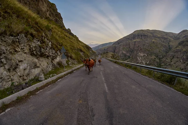 Cows on the mountain road - driving in Caucasus mountains — Stock Photo, Image