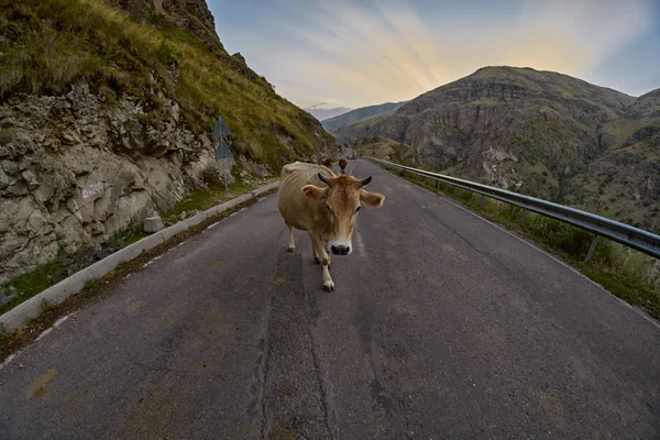 Koeien op de mountain road - rijden in de bergen van de Kaukasus — Stockfoto