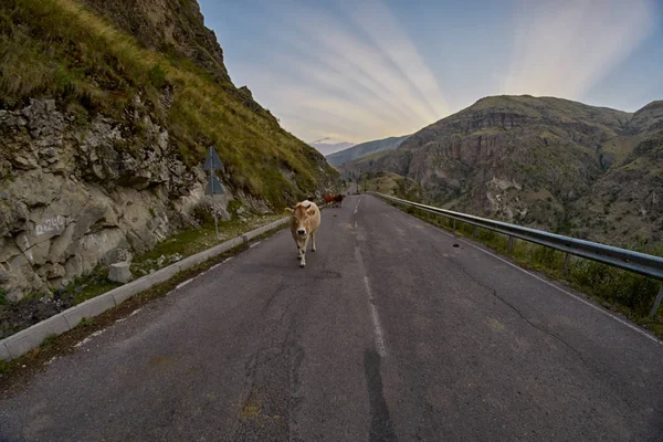 Vacas en la carretera de montaña - Conducir en las montañas del Cáucaso —  Fotos de Stock