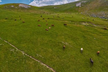 İnekler yaz yeşil amountain alanlarında