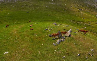 İnekler yaz yeşil amountain alanlarında