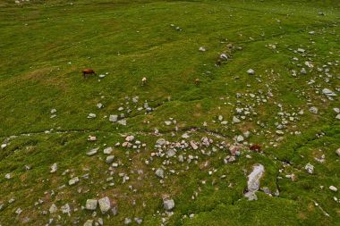 İnekler yaz yeşil amountain alanlarında