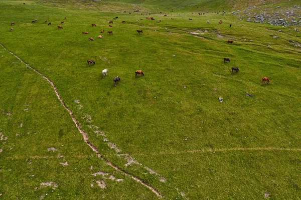 İnekler yaz yeşil amountain alanlarında — Stok fotoğraf