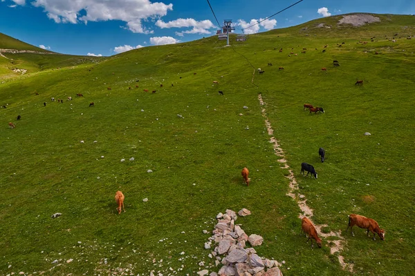 Koeien in de groene Aberg velden op de zomer — Stockfoto