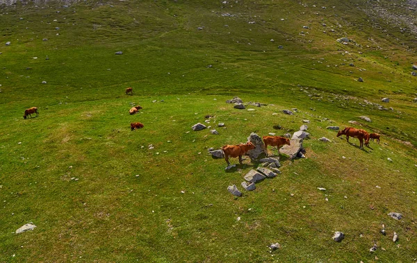 Koeien in de groene Aberg velden op de zomer — Stockfoto