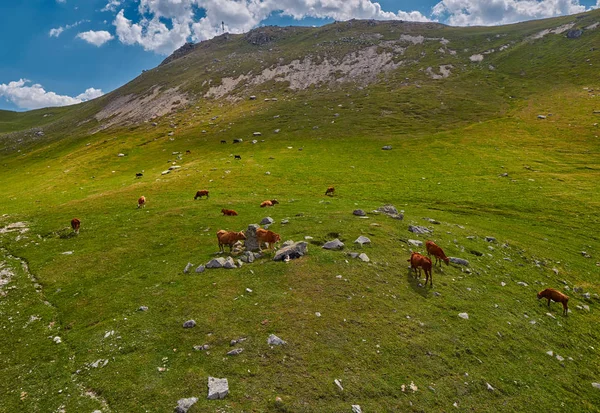 Krowy w amountain zielone pola na lato — Zdjęcie stockowe