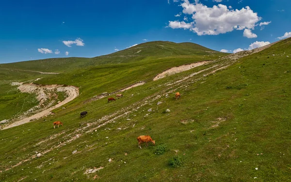 İnekler yaz yeşil amountain alanlarında