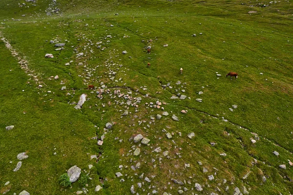 Krowy w amountain zielone pola na lato — Zdjęcie stockowe