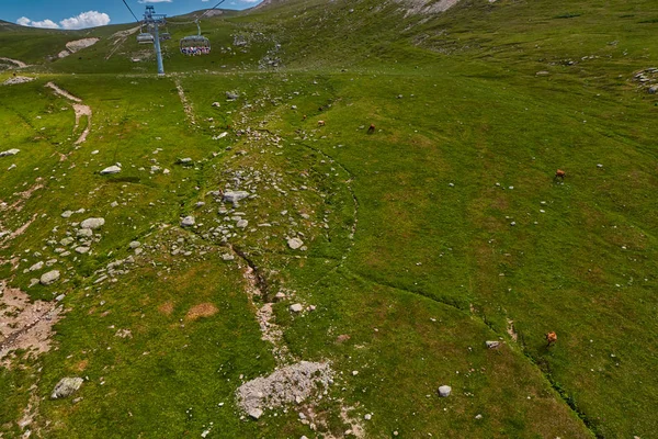 Krowy w amountain zielone pola na lato — Zdjęcie stockowe