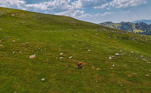 İnekler yaz yeşil amountain alanlarında