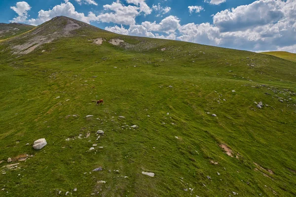 Krowy w amountain zielone pola na lato — Zdjęcie stockowe