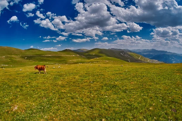 Vacas comiendo hierba fresca en el valle de la montaña — Foto de Stock