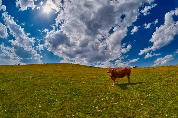 Cows eating fresh grass in mountain valley — Stock Photo, Image