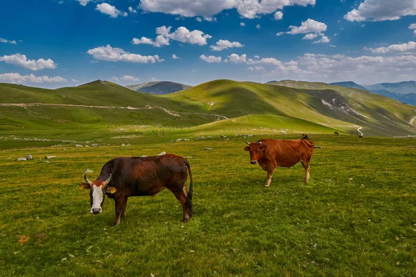 Krowy jedzenie świeże trawy w górskiej dolinie — Zdjęcie stockowe