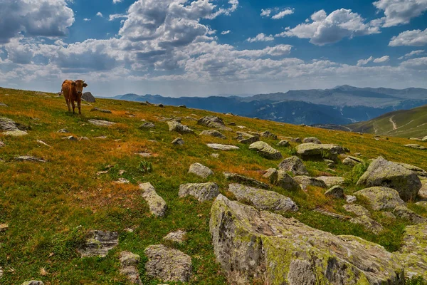 Krowy jedzenie świeże trawy w górskiej dolinie — Zdjęcie stockowe