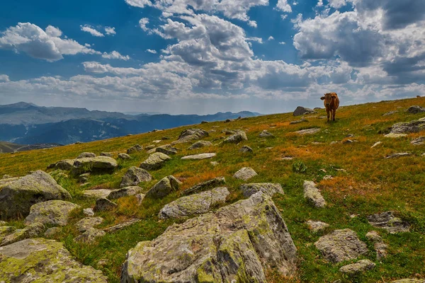 Vacas comiendo hierba fresca en el valle de la montaña —  Fotos de Stock