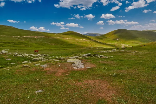 Dağ vadisinde taze ot yiyen inekler — Stok fotoğraf