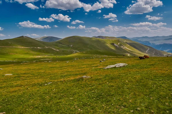 Dağ vadisinde taze ot yiyen inekler