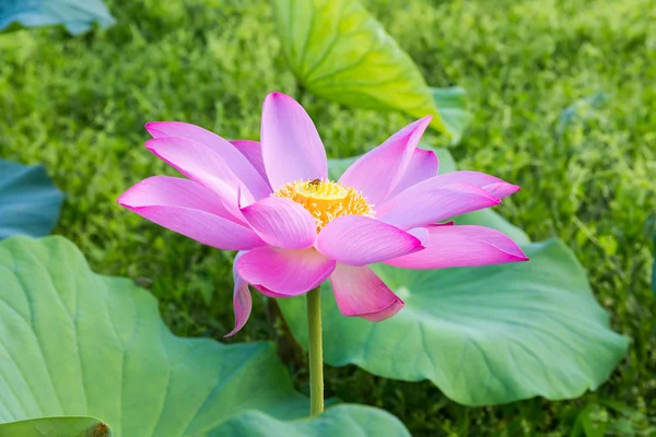 Floare de lotus înflorit — Fotografie, imagine de stoc