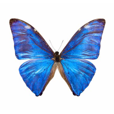  Mavi Morpho Kelebeği