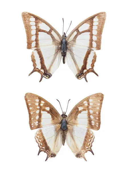 Två nymphalid fjärilar isolerade — Stockfoto