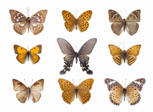 Neun schöne Schmetterlinge — Stockfoto