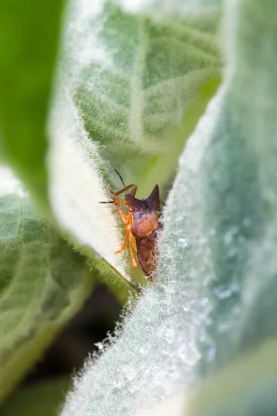 Fedor bug macro — Fotografia de Stock