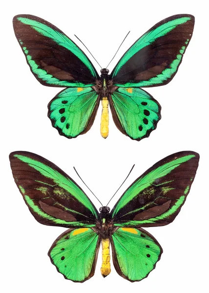 Twee papilio geïsoleerd — Stockfoto