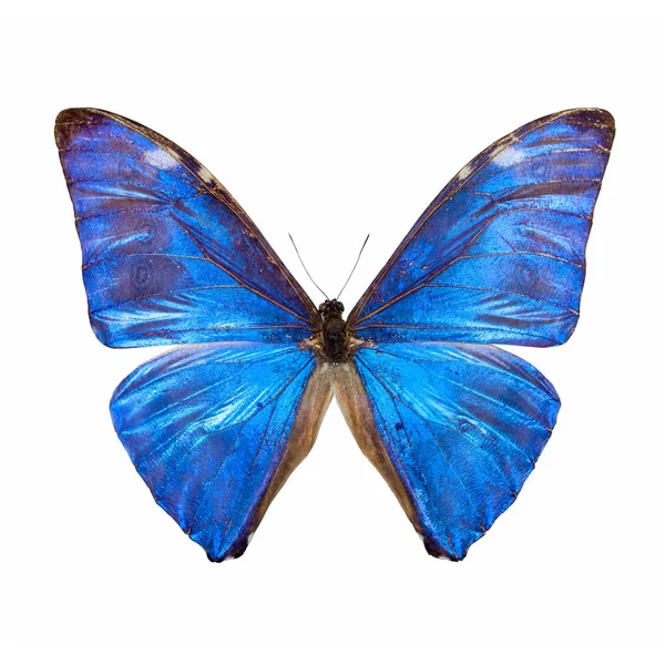 Motýl modrý Morpho — Stock fotografie