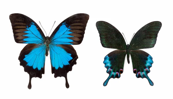 Duas borboletas isoladas — Fotografia de Stock