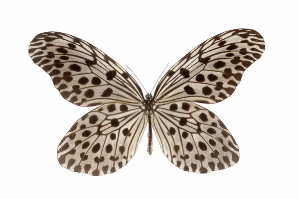 Nymphalid butterfly isolated — Stock Photo, Image