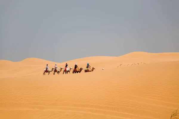 砂漠に乗るラクダ キャラバン — ストック写真