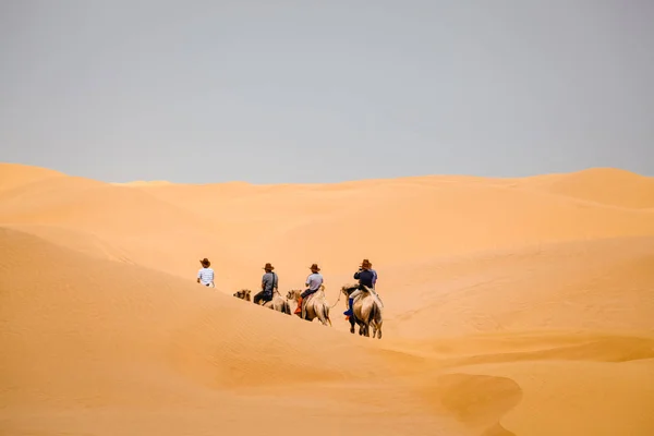 砂漠のラクダ チーム — ストック写真