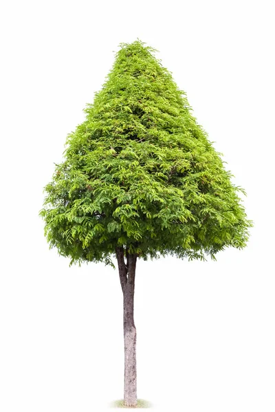 Дерево краєвид, ізольовані — стокове фото