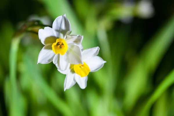Primo piano narciso in fiore — Foto Stock