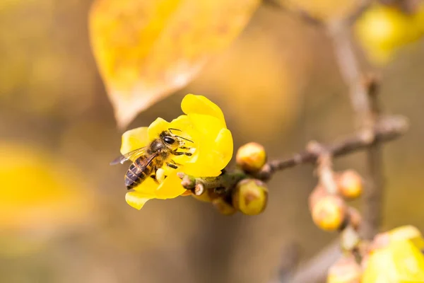 Abelhas forrageamento em flor wintersweet — Fotografia de Stock