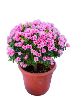 ormangülü boş bonsai