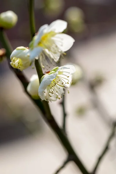 White plum blossom blooming — Stock Photo, Image