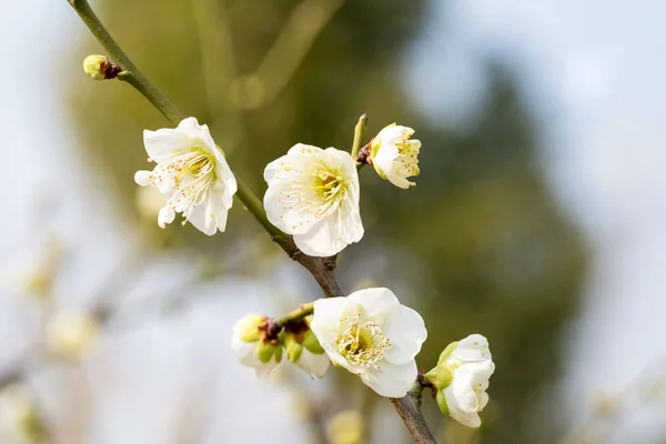 Weiße Pflaumenblüte blüht — Stockfoto