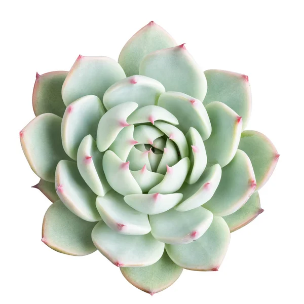 Succulent plant isolated — Stock Photo, Image