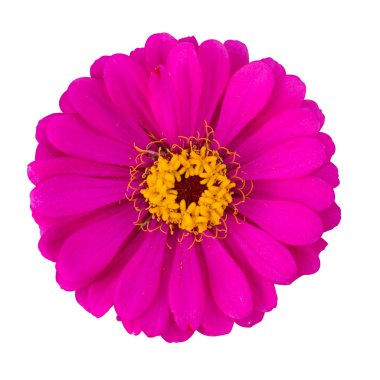 gül kırmızı zinnia elegans izole 