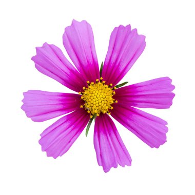 pembe cosmos izole