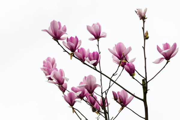 Fiore di magnolia su bianco — Foto Stock