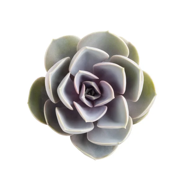 Succulent plant isolated — Stock Photo, Image