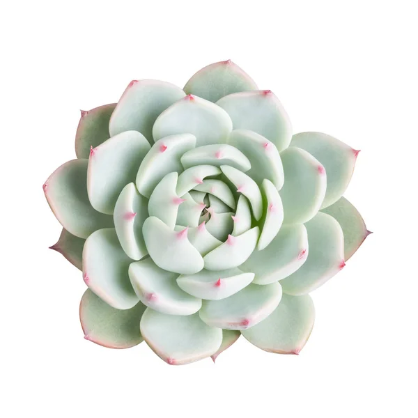 Succulent plant isolated — Stock Photo, Image